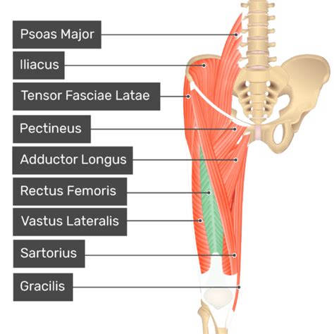 Rectus Femoris Muscle | GetBodySmart