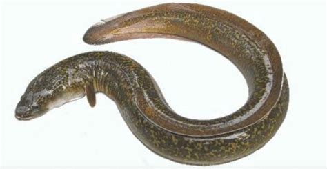 Indian Mottled eel | Greenverz