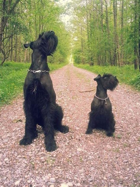 The Schnauzer Dog Breed: One Name, Three Different Breeds | The Pets ...