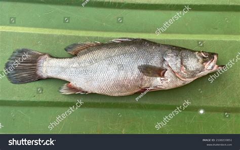 Nile Perch: Over 616 Royalty-Free Licensable Stock Photos | Shutterstock