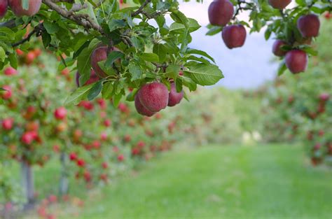 Varieties of Apple Trees: Climate, Taste and Resistance