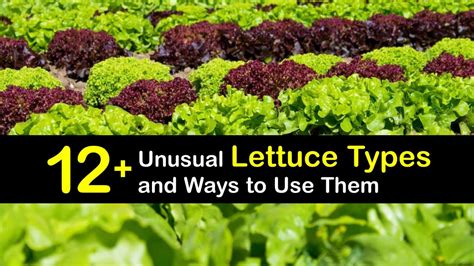 Lettuce Varieties - Choosing Different Lettuce Types