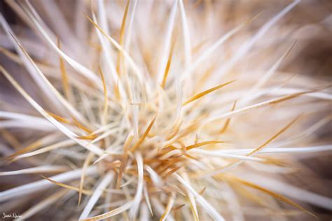 Mojave Desert Plants - Sarah Marino & Ron Coscorrosa