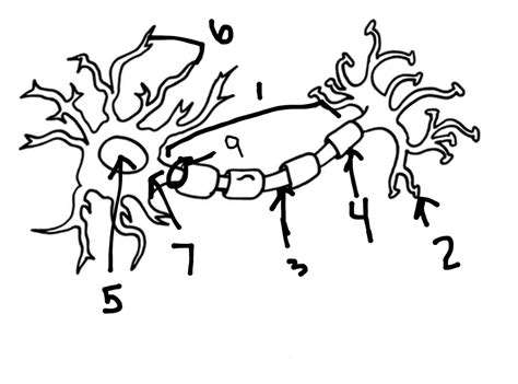 Structure of Neuron Cell Diagram | Quizlet