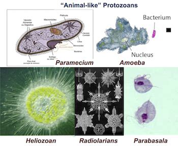 Select Appropriate Descriptions Of Protists