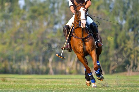 The Player and the Horse in the Polo Stock Image - Image of player ...