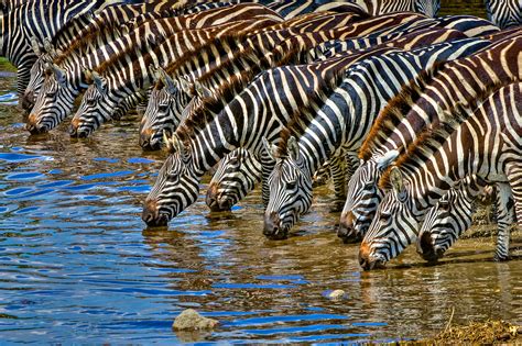 Thirsty herd of zebras | Tanzania | Doc Landis Photography