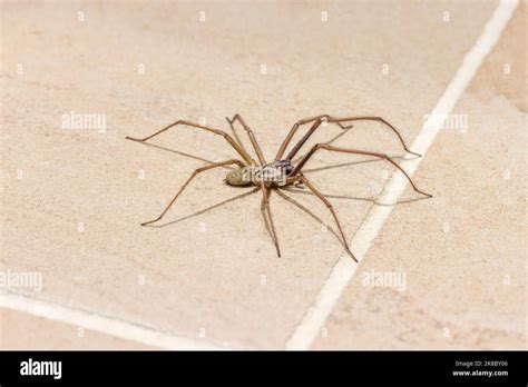 Hobo Spider Vs Giant House Spider