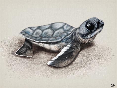 Baby Sea Turtle Drawing at PaintingValley.com | Explore collection of ...