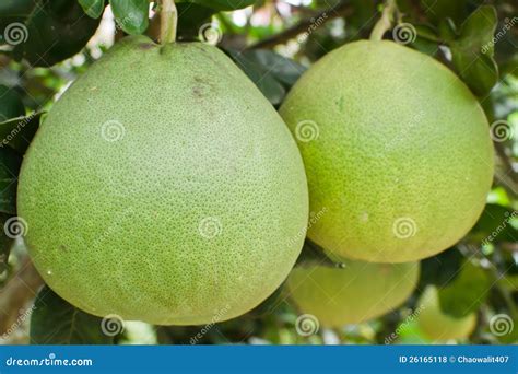 Pomelo Fruit In The Tree Royalty Free Stock Photos - Image: 26165118