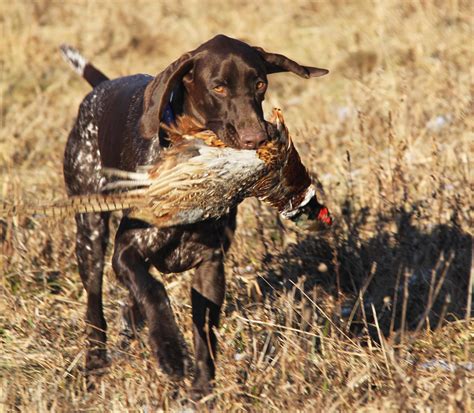 The German Wirehaired Pointer Has Strong Hunting Instincts - Whatafy ...