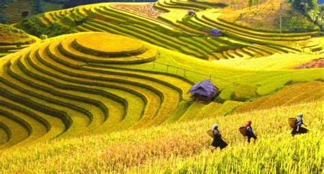 Rice Terraces Sapa - Best time to visit the terraced paddy fields in Sapa