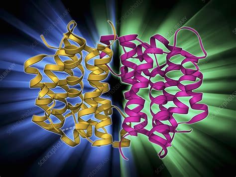 Rhomboid protease molecule - Stock Image - F009/6357 - Science Photo ...