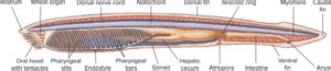 Intracellular digestion - Definition and Examples - Biology Online ...