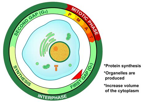 The Cell Cycle — The Biology Primer