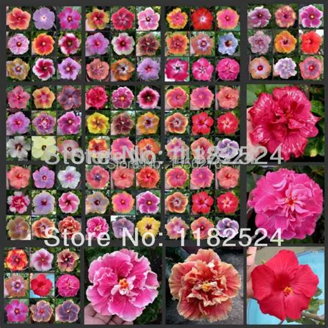 Aliexpress.com : Buy 100 SEEDS MIX Rare Tropical Hibiscus Seeds flower ...