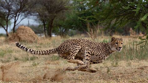 Why Do Cheetahs Hunt During the Day? - Cheetah Conservation Fund Canada