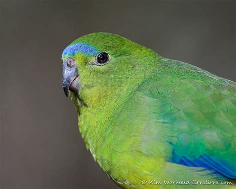 Orange-bellied Parrot « lirralirra