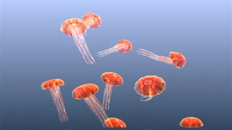 Jellyfish Chrysaora by Sensory App House Ltd