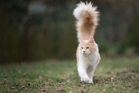 7 Cat Breeds With Fluffy Tails - That Cuddly Cat