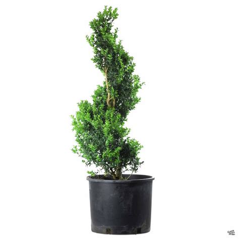 English Boxwood Spiral Topiary — Green Acres Nursery & Supply