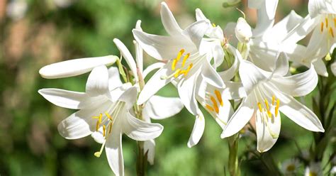 Types Of White Lilies - Design Talk