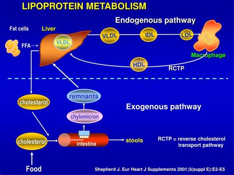 PPT - LIPID METABOLISM IN THYROID DISEASE PowerPoint Presentation - ID ...