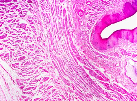 Esophagus Histology Diagram | Quizlet