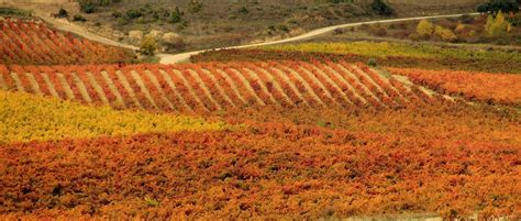 La Rioja Wine Tours: Visit Mythical Vineyards & Taste Amazing Wine