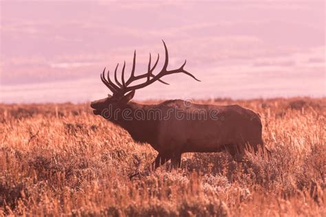 Bull Elk Bugling at Sunrise Stock Image - Image of teton, national ...