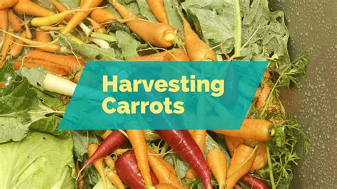 Harvesting Carrots! – From Seed to Spoon Vegetable Garden Planner ...