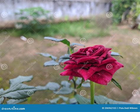 A Beautiful Red Rose Filled with Thorns Stock Image - Image of tree ...