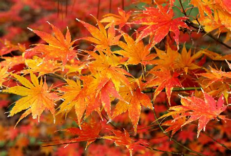 Japanese Maple 8" Pot - Hello Hello Plants & Garden Supplies