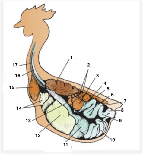 Hen anatomy Diagram | Quizlet