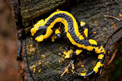 Fire Salamander Care Sheet - Reptiles Magazine