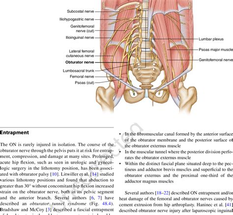 Genitofemoral Nerve Psoas