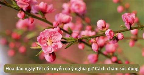 Hoa đào ngày Tết cổ truyền có ý nghĩa gì? Cách chăm sóc đúng