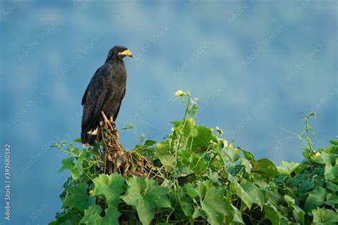 Common Black Hawk - Buteogallus anthracinus a big dark bird of prey in ...