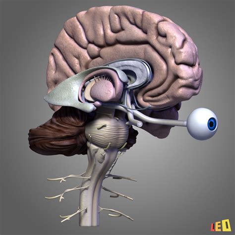 3d animated human brain