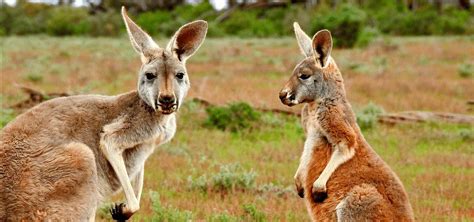 20 Weird & Cute Australian Animals - Green Global Travel