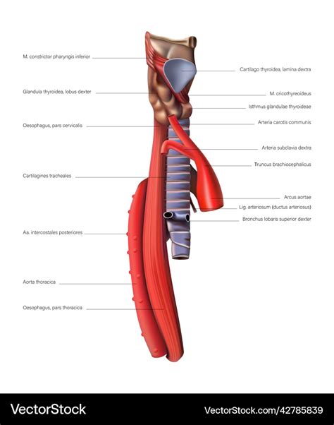 Anatomy Of The Esophagus