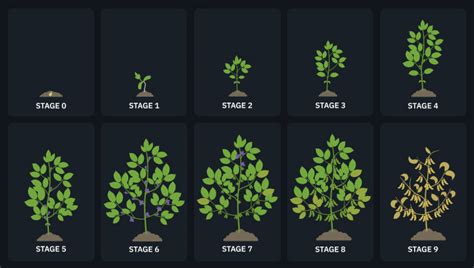 Stages Of Plant Growth For Improved Crop Management