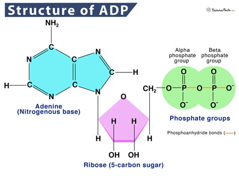 Atp Structure Labeled