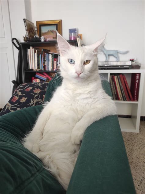 PsBattle: A cat sitting on a couch : r/photoshopbattles