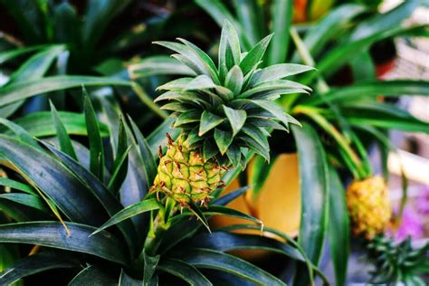 Pineapple Plant Care at Home: Your Complete Guide - Petal Republic