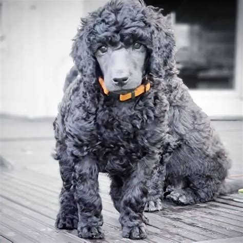 Blue Poodles: Coat Colors, Care & History