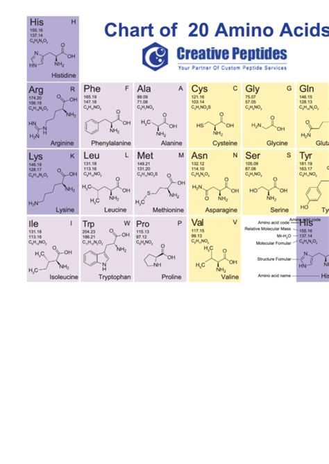 Amino Acid Chart Printable - Printable Word Searches