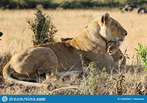 Closeup Shot of a Mother Lion Hugging Her Cute Lion Cub in the Field ...