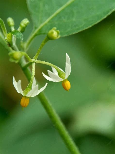 Medicinal Black Nightshade With Ancient Greek History Aethiopicum ...