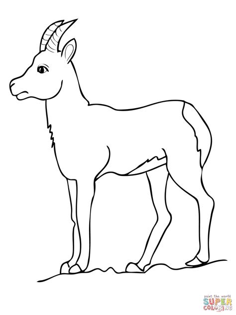 Chamois Goat Antelope coloring page | Free Printable Coloring Pages